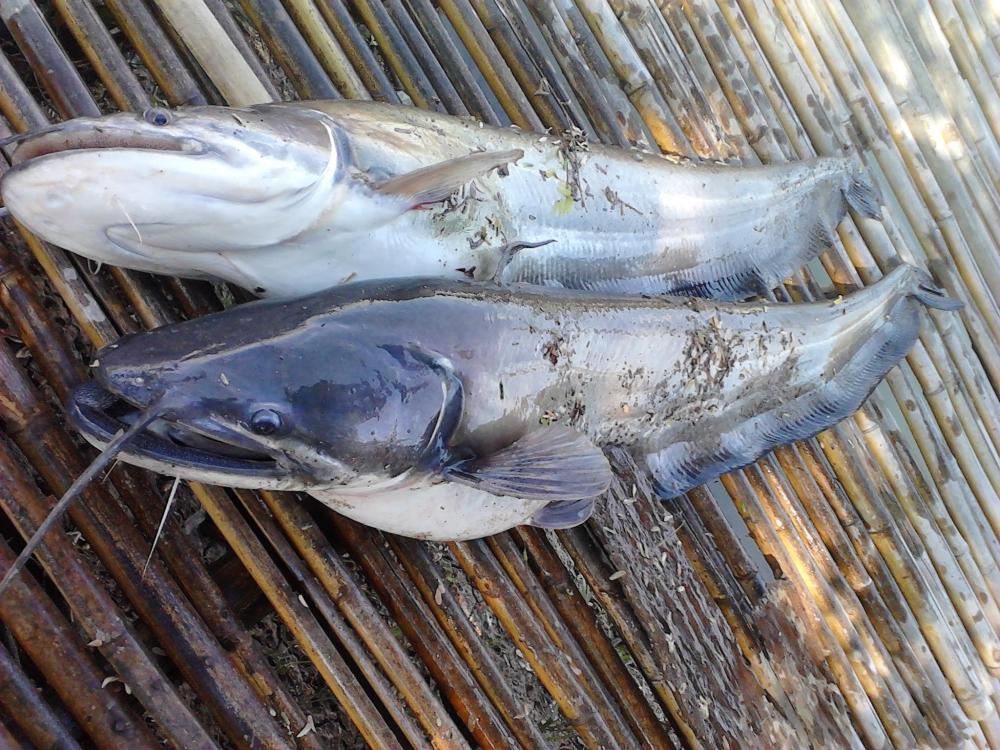 Great white sheatfish
