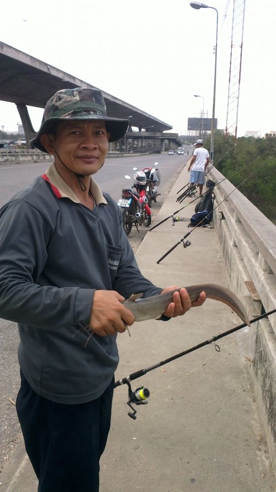 บางปะกงที่สะพานวันนี้ยังมีปลากดกับปลาดุกทะเลให้ตกกันคับ