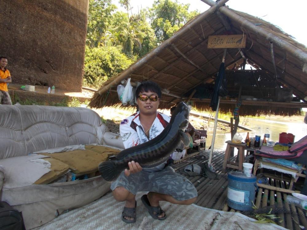 ชะโด ใหญ่  เพื่อนแพ คลองสัมพันธ์   ปราจีนบุรี   