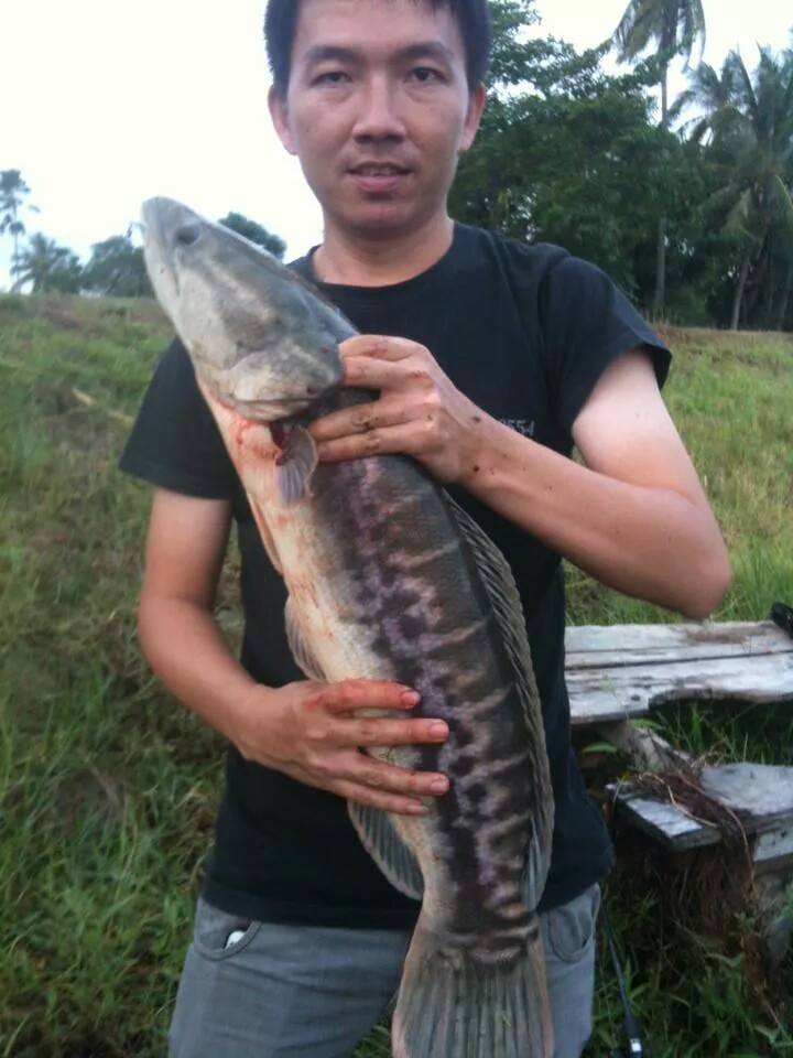 ตีจิบไม่กิน ตีแช่เลย
