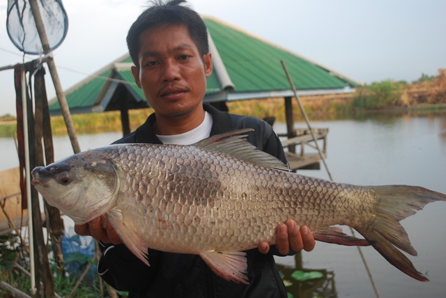 บ่อตกปลาหนุ่มบางวัว (บ่อปลารวม) วันที่ 24,25 - 05 - 57