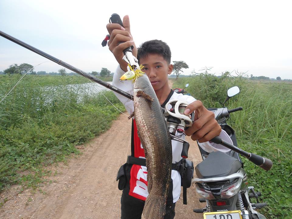 ช่อน สิงห์บุรี