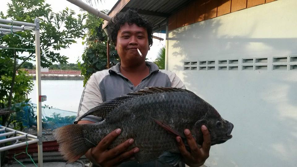 ปลานิลตัวเดียวเกินพอ