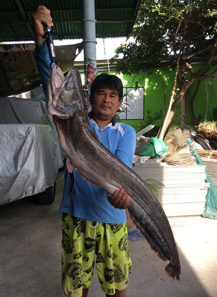 ช่วงนี้กำลัง "ฮอต"!!! - ปลาเค้าแม่น้ำเจ้าพระยา ขนาด 6.6 กิโลกรัม by YaK LuRe