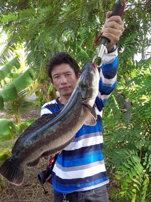 ช่อน...ชะโดคลอง