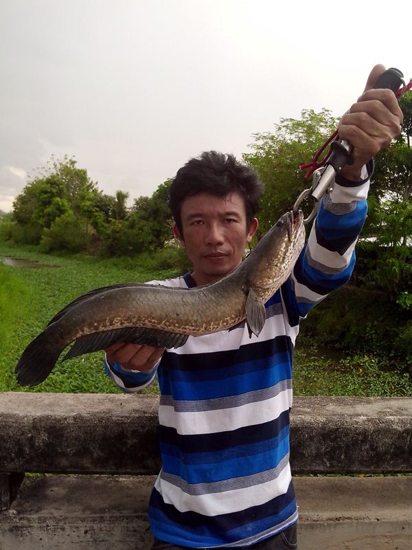 ช่อน...ชะโดคลอง