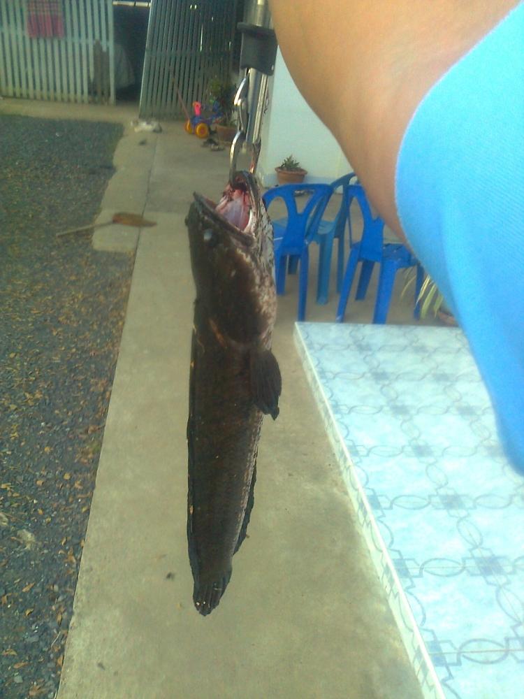 ----    ช่อนรุ่งสาง    ----
