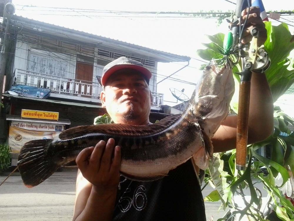 ไซ้ใหญ่ตามสัญญา