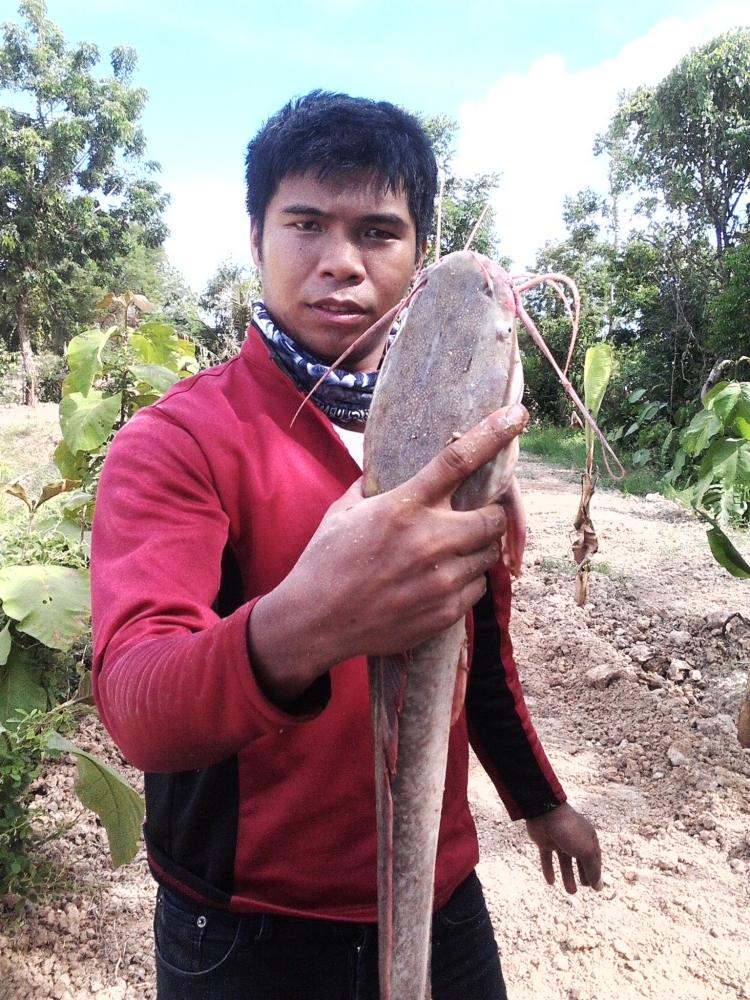 เดินหนอนปลาดุก  มันหยด