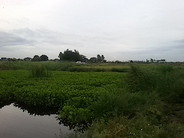 ราชาหน้าดิน...