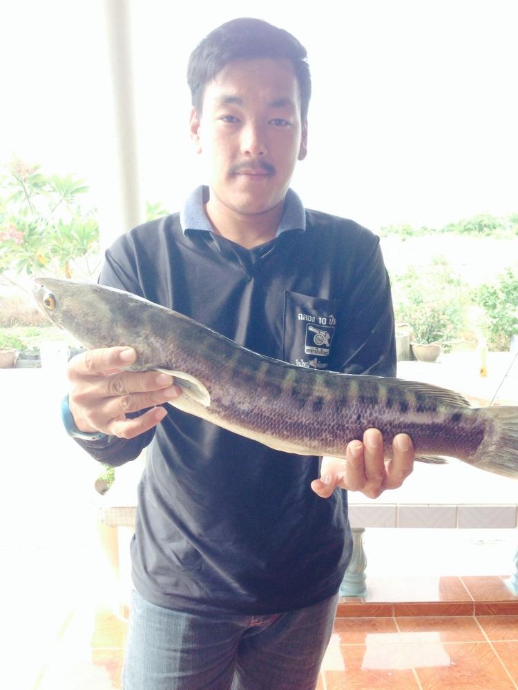 ปลดล๊อคชะโดคลองพระพิมล