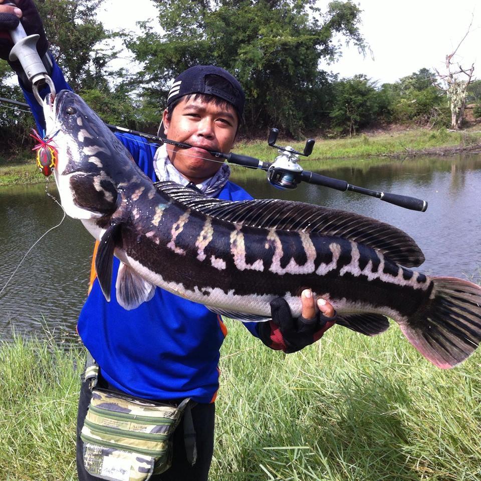 DDDDDD... ชะโดเมืองย่าโม(โคราช)...DDDDDD