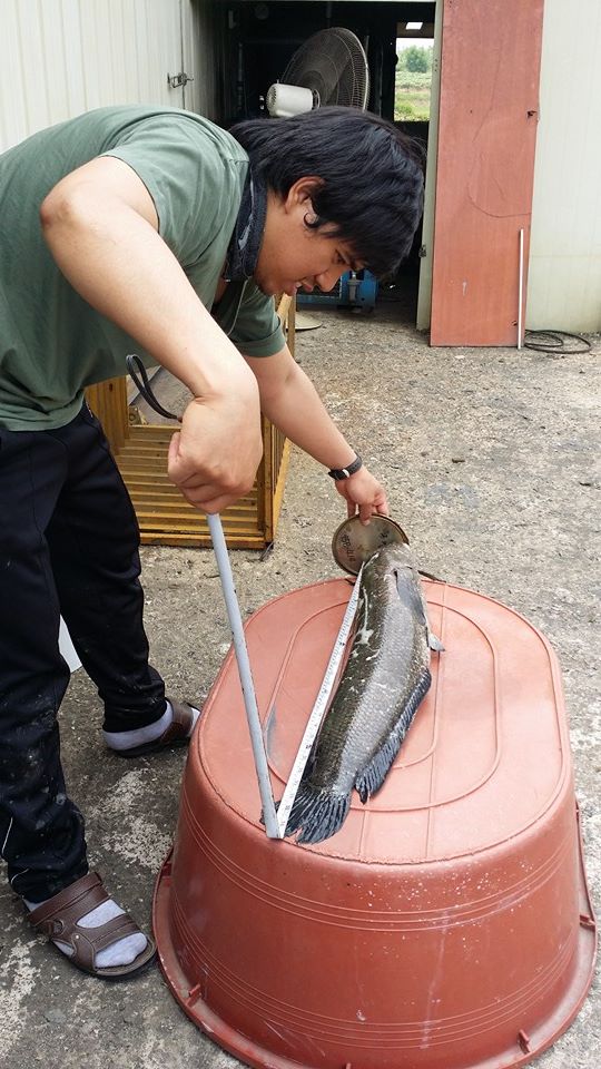 ช่อนกับกบยางครับ