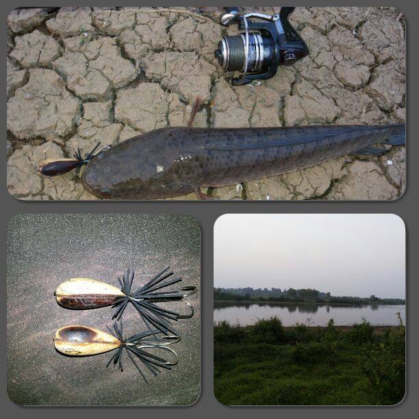 พี่ข้างบัานทำ ผมเป็นคนลอง กบไม้พะยุง