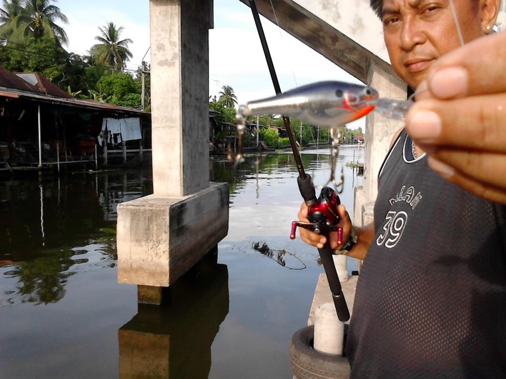 กระสูบ คลองดำเนิน อีกแล้วครับท่าน