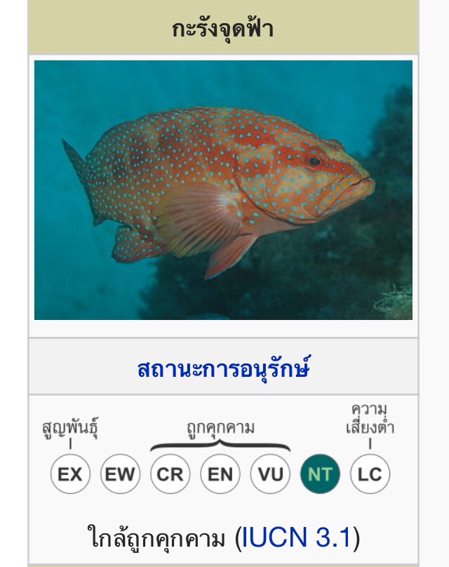 Record : เก๋า กุดสลาด