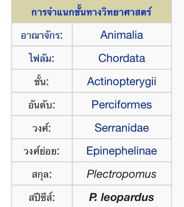 Record : เก๋า กุดสลาด