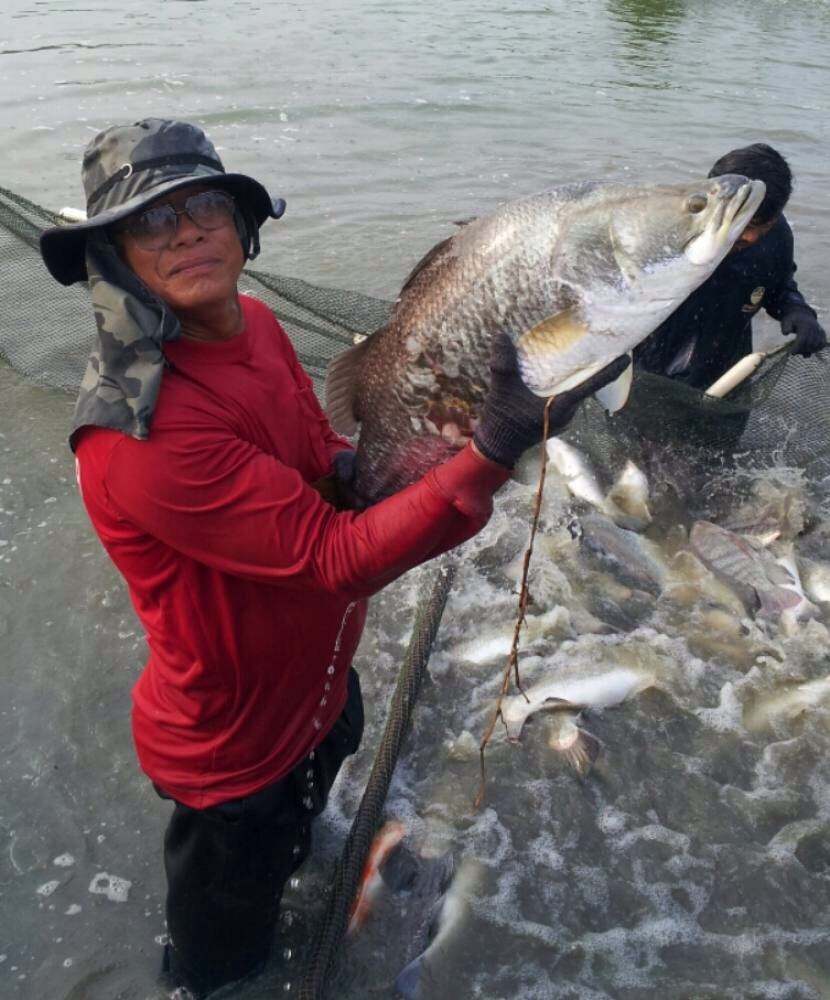 SIAMSPOON FISHING BATTEL 