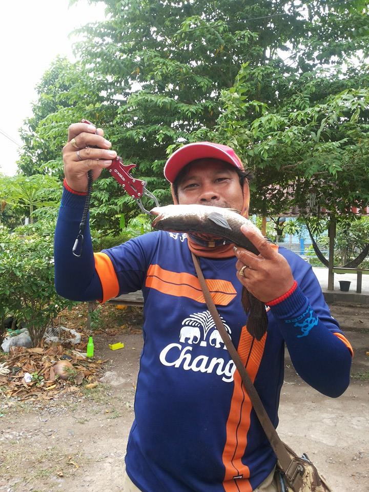 เทส กบโดด"ตราเป็ด"