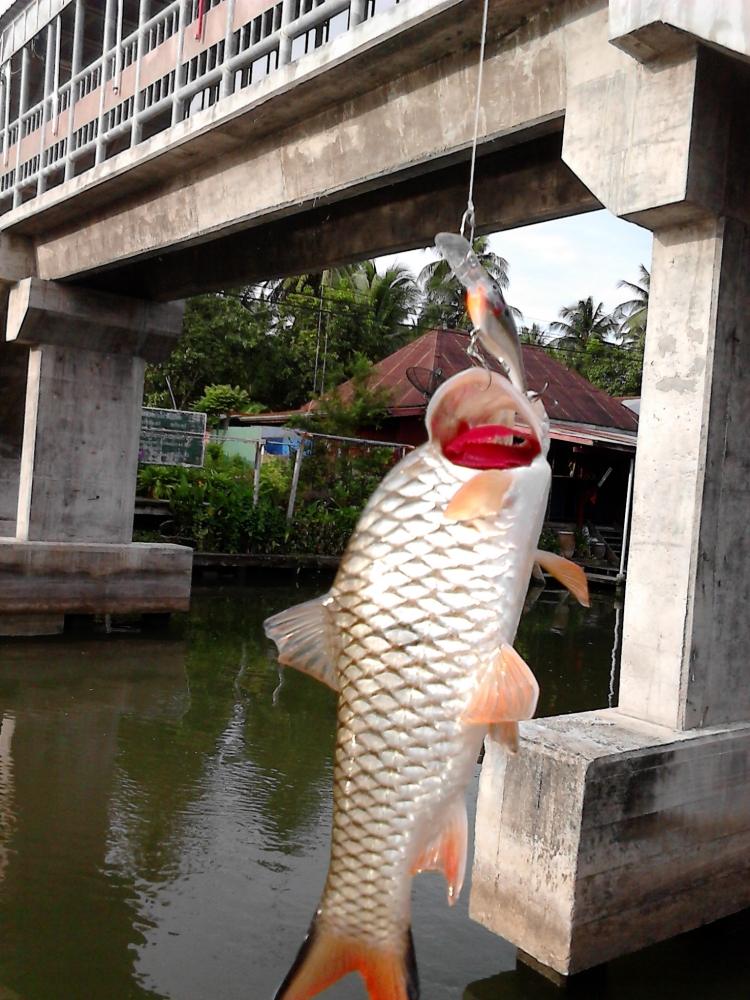 กระสูบ คลองดำเนิน อีกแล้วครับท่าน ภาค 2