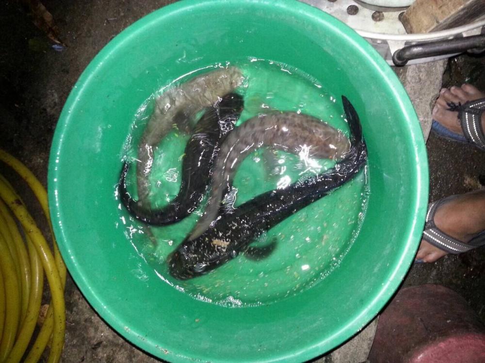 ทดลองส่งครับ