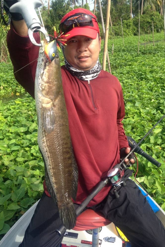 ช่อนท่าจีน
