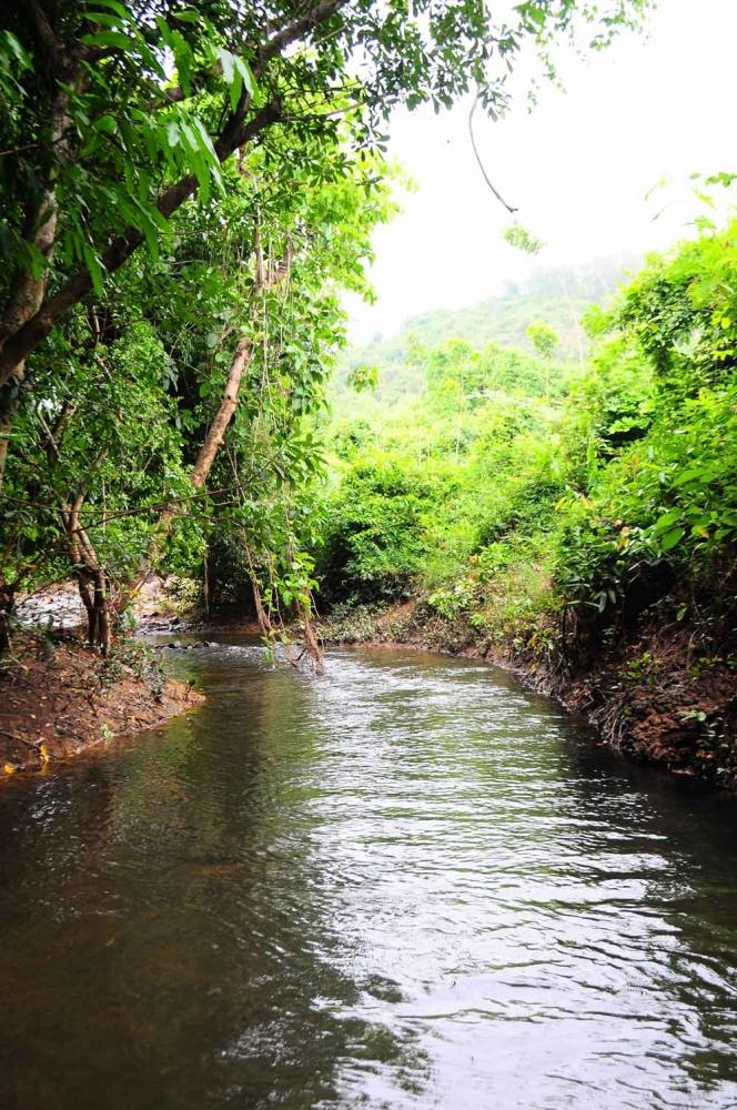 .......... ลำธารสายเล็กๆ ที่ ฉะเชิงเทรา (Mountian Native Stream Of Chachoengsao)