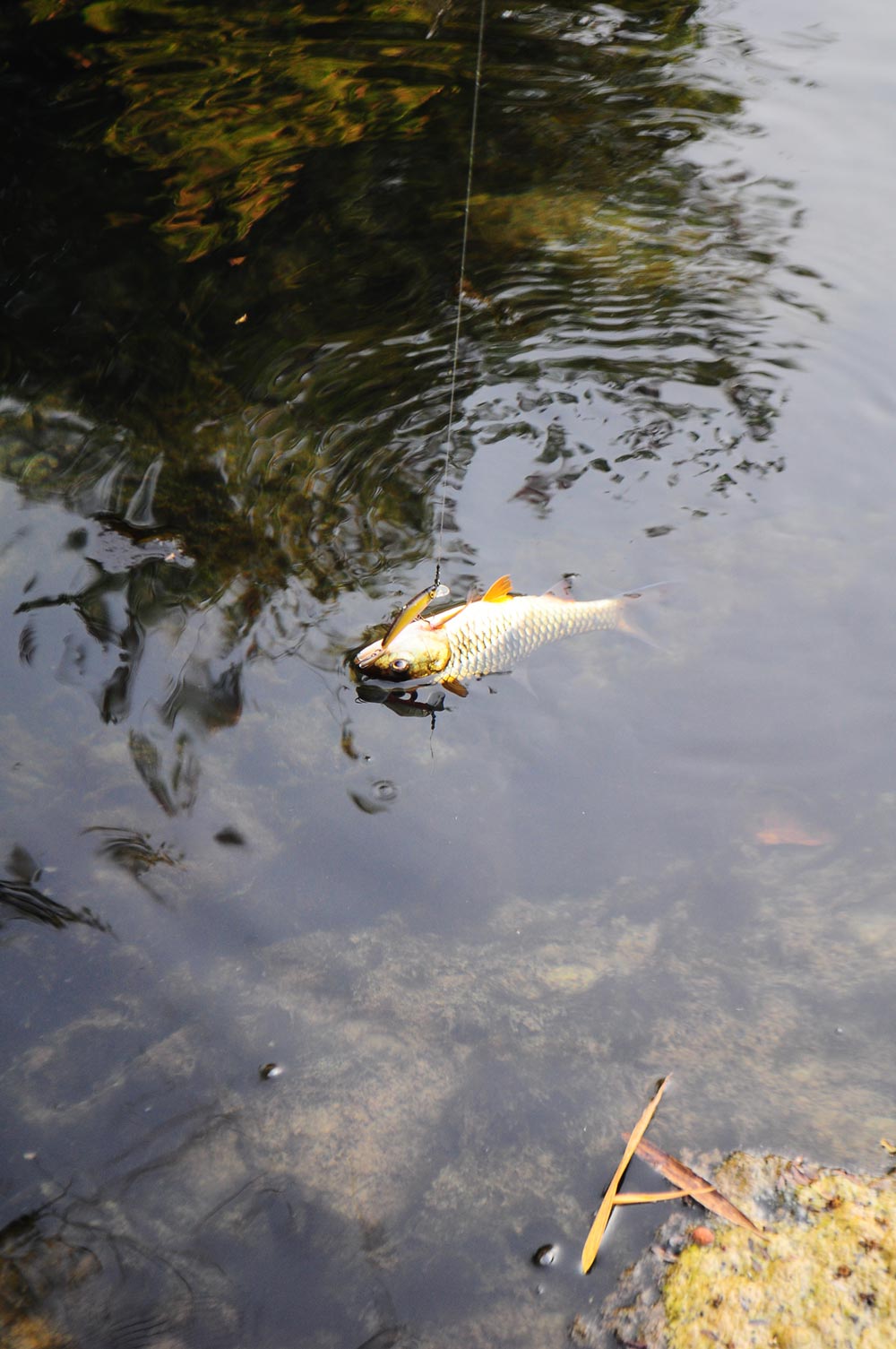 .......... ลำธารสายเล็กๆ ที่ ฉะเชิงเทรา (Mountian Native Stream Of Chachoengsao)