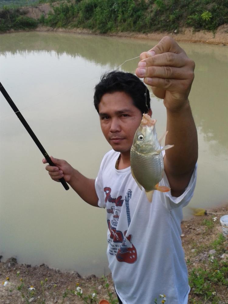 เช็คปลาบ่อ ล่อปลาอ่าง
