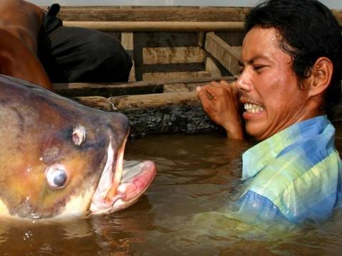 ดูปลากัมพูชาบ้างครับ