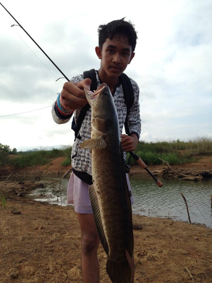 หลังแอ่นไม้สัก จัดไป