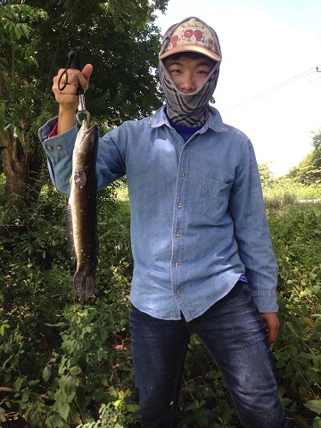 ปลาช่อนข้างทาง