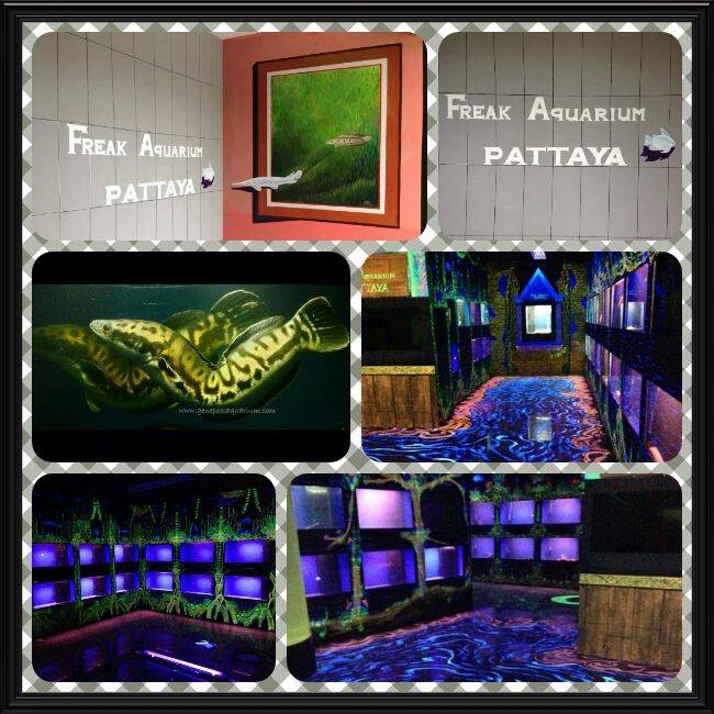 Freak Aquarium Pattaya < อาจักรปลาแปลก และ ปลาหายาก >