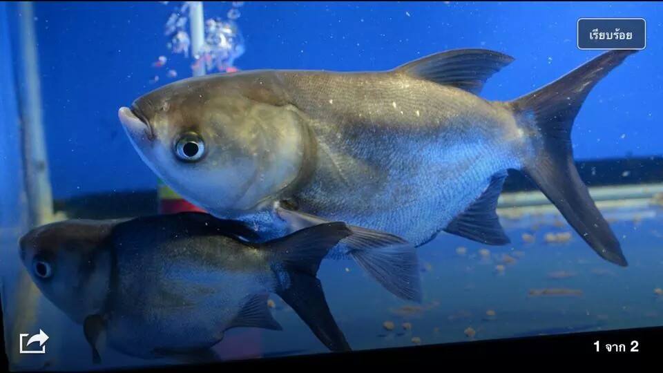 Freak Aquarium Pattaya < อาจักรปลาแปลก และ ปลาหายาก >
