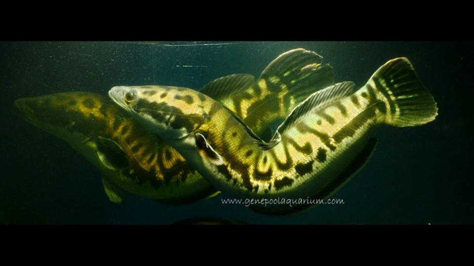 Freak Aquarium Pattaya < อาจักรปลาแปลก และ ปลาหายาก >