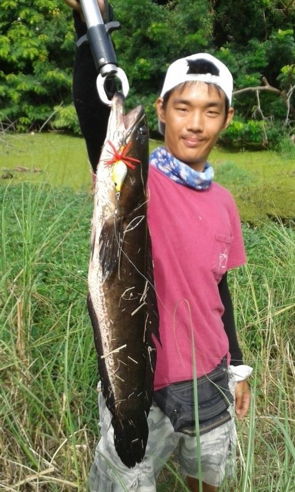 ช่อนข้างสายเอเชีย