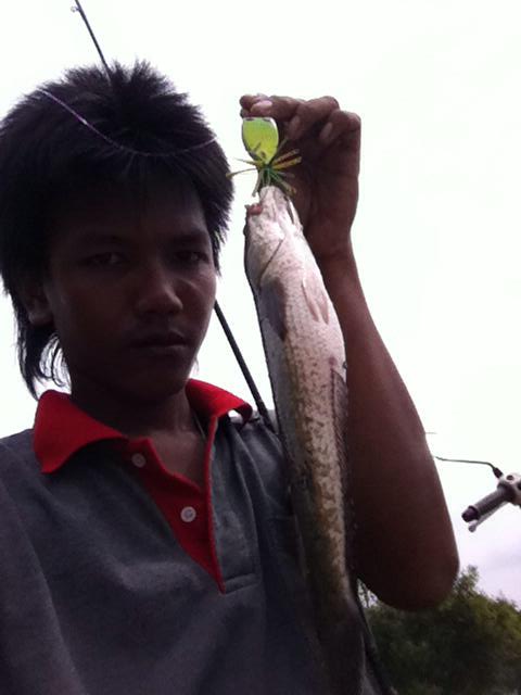 หลังแอ่นวันหยุด 