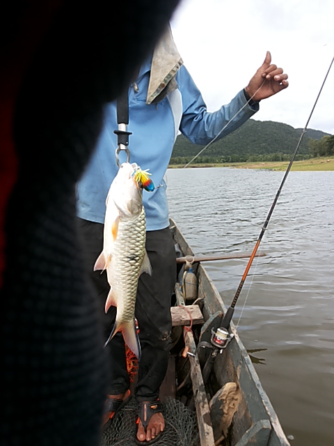 Hampala barb,Tranverse-bar barb ชื่อภาษาอังกฤษ ของ ปลากระสูบขีด