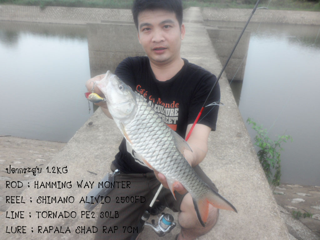 กระสูบเขื่อน