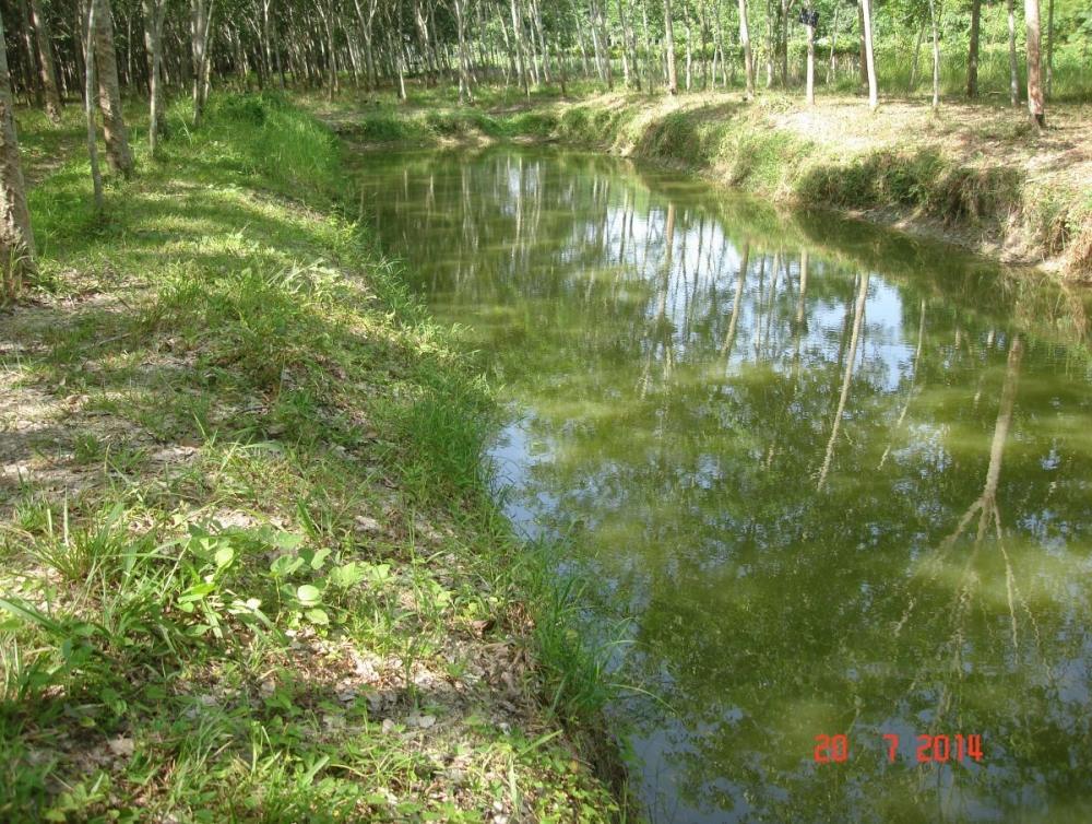 คาวบอยเมืองคอน..เท็กซัสริก..กบพีทีและช่อนโทรฟี่