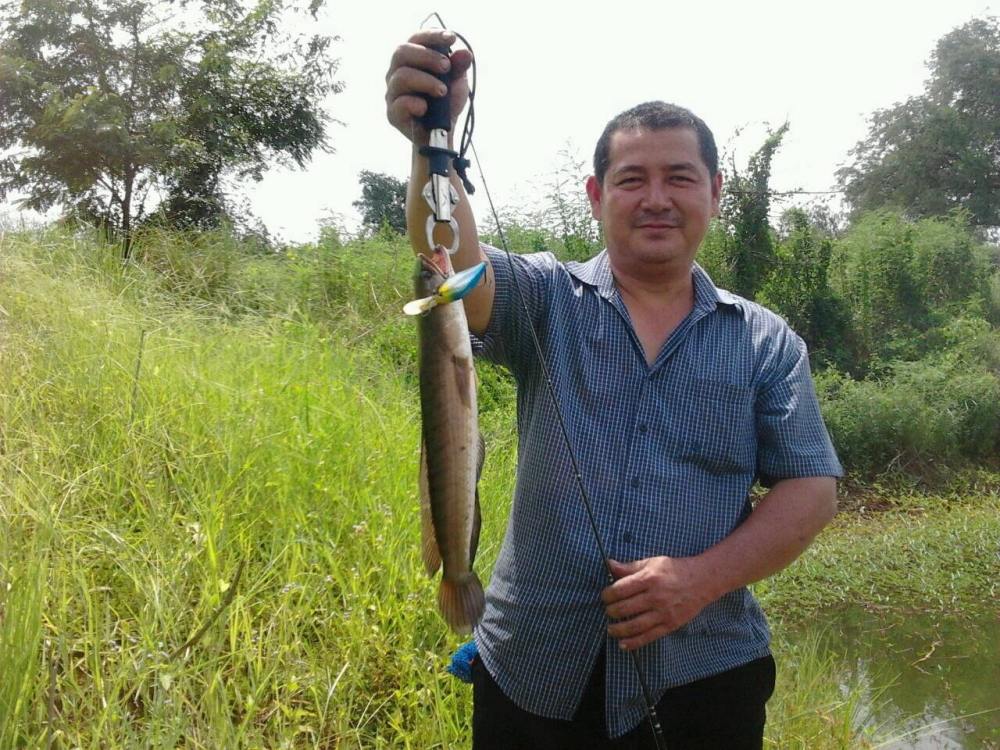 ตีจิบปลาช่อนวันหยุดสุดสัปดาห์