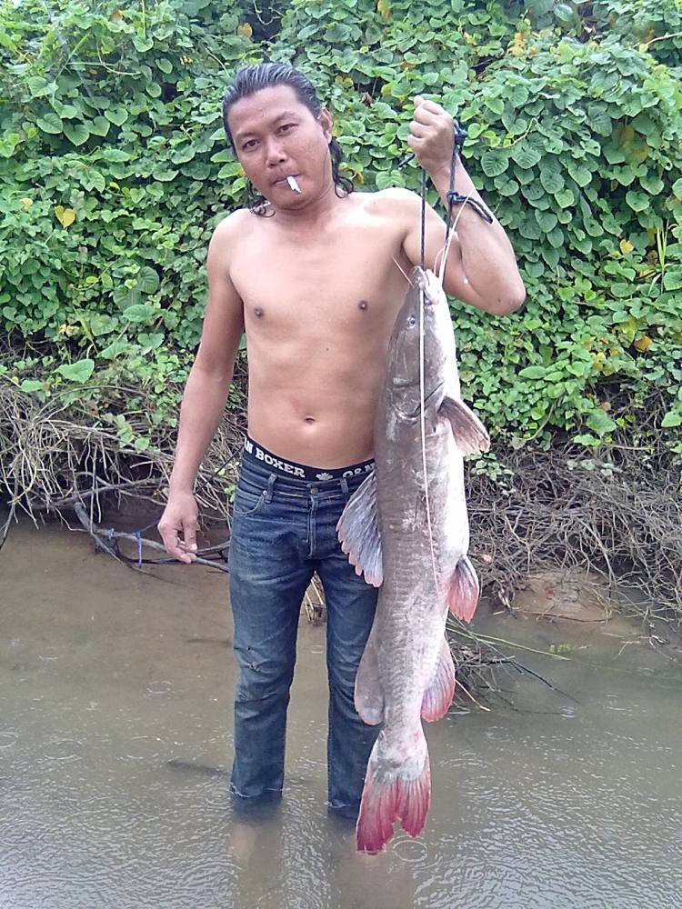 ปลากดคังแม่น้ำปิงกำแพงเพชรครับ