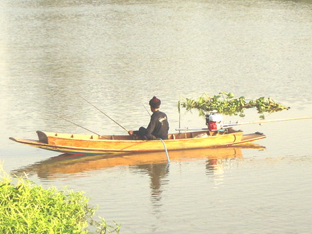 กุ้งเจ้าพระยา