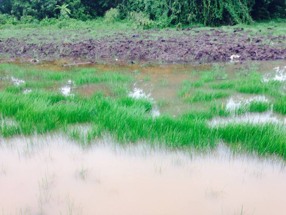 ล่าช่อนหลังฝนพรำๆข้างๆฟาร์ม