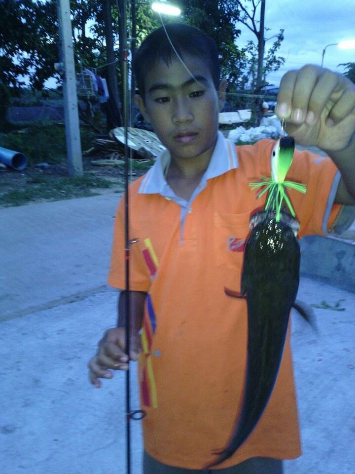 กบกรัโดดสามเหลี่ยมหลังแอ่น