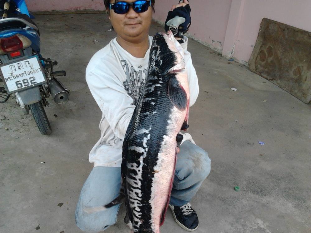 ข้างลาย บางปะหัน