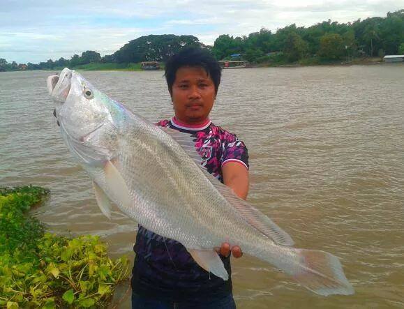 น้ำเจ้าพระยากำลังแดง  อย่าเพิ่งตกปลากันนะครับ