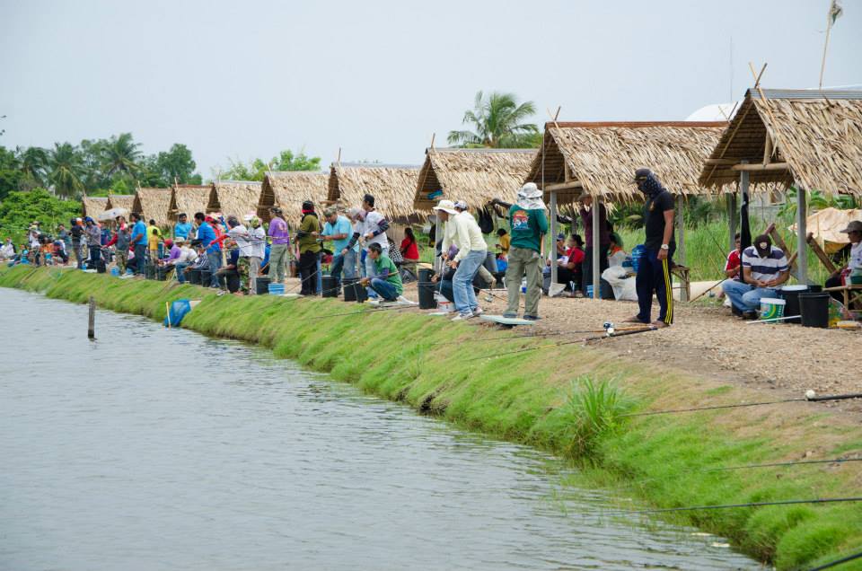 (เพิ่มรูปครับ )ภาพบางส่วนแมทช์ 500 ลุ้น 50000 ที่ผ่านมาของบ่อกำนันลือชา