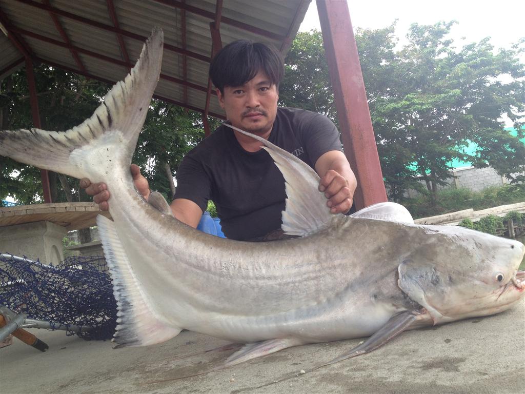 # #  บึงเทพาฟิชชิ่งปาร์ค (เจ๊เอ็ง) สามโคก ปทุมธานี ##