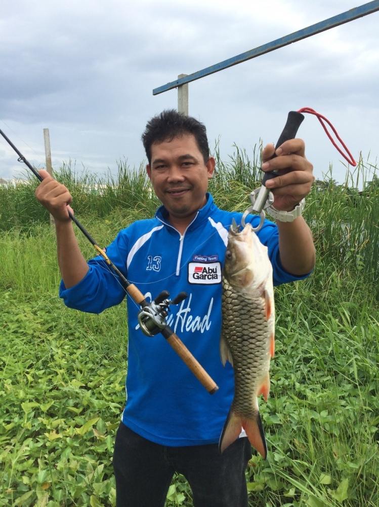 กระสูบหลงในบ่อตกปลา (snakehead Angler club team)